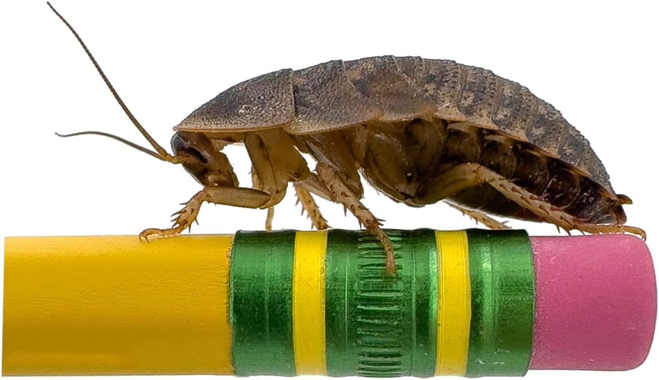 Dubi Deli Dubia Roaches – Food for Reptiles, Tarantulas, Bearded Dragons, Geckos, and Insect-Eating Pets – High Protein, Easy to Digest, Healthier Alternative to Crickets (1", 200 Count)