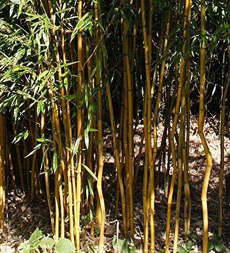 Phyllostachys Aureosulcata 'Lama Temple' Live Bamboo Plant. #TOP5
