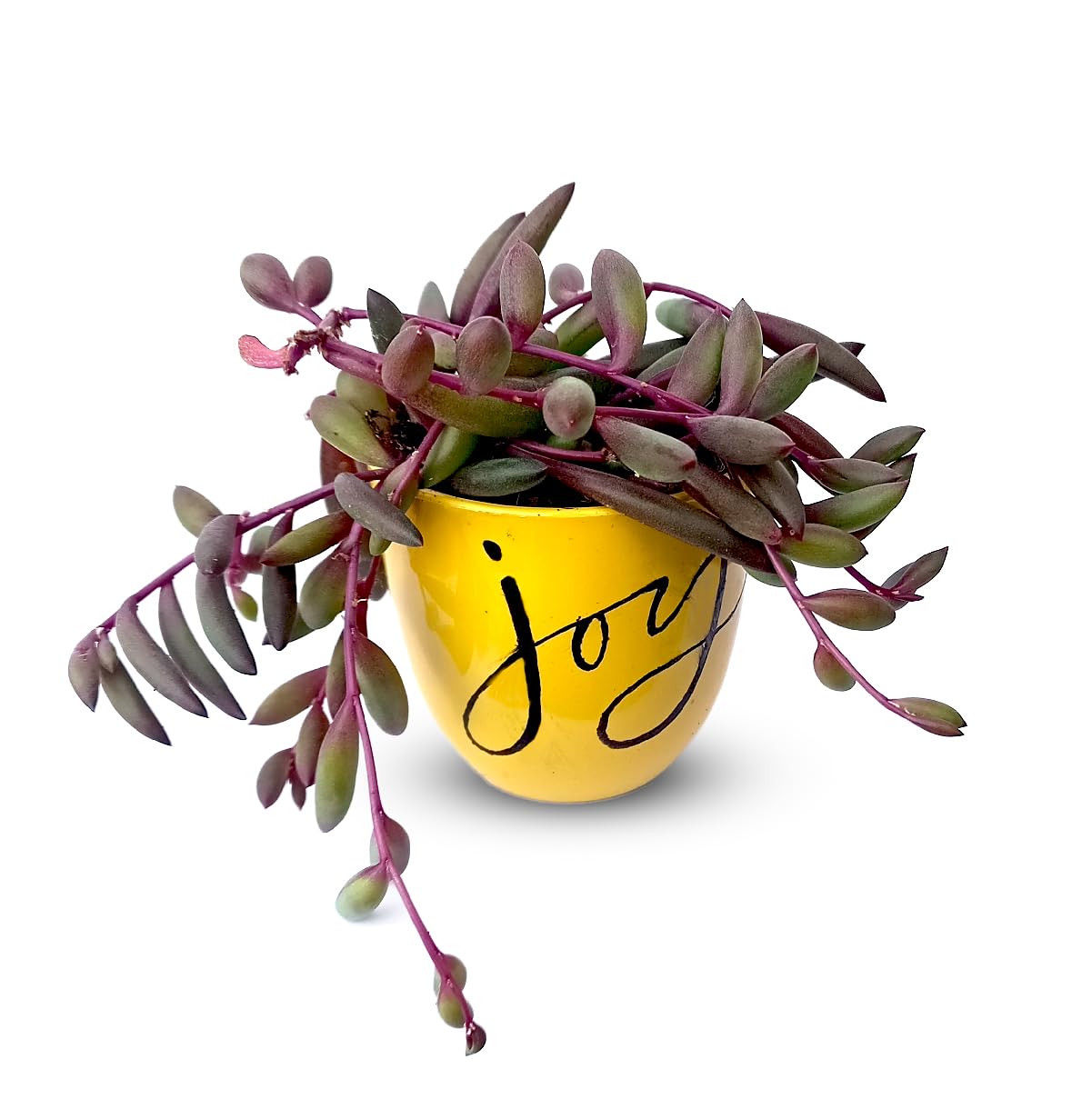 HILLMART® Succulent gift Live String of rubies Othonna capensis-image-0