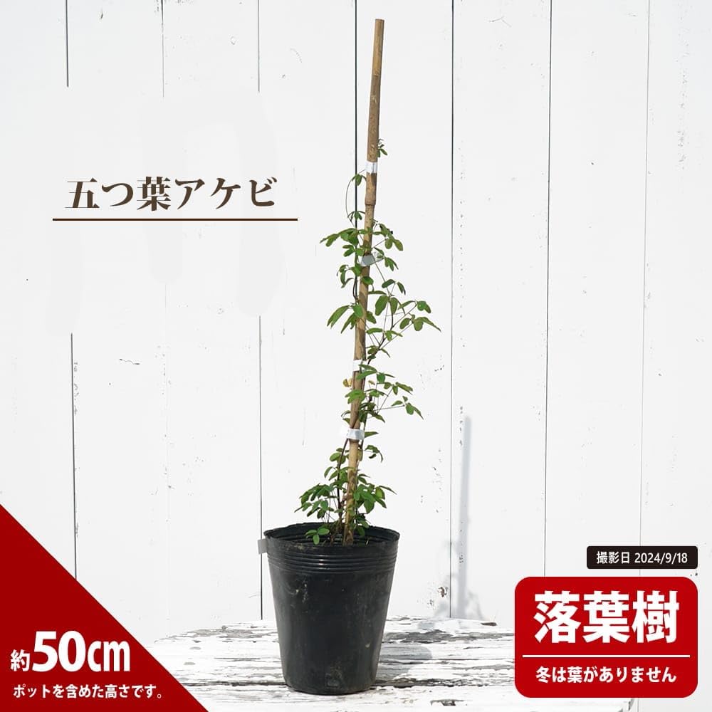アケビのす 41lADe-7fsL._UF350,350_QL50_.jpg