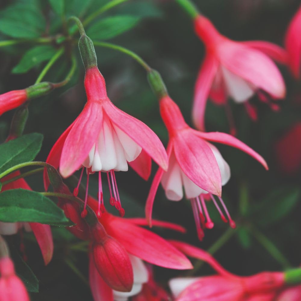 Fuchsia 'Lady Thumb' Hardy Compact Pink and White Flowers for Patio Pots Rockeries or Perennial Borders 1x or 3X 9cm Pots by Thompson and Morgan