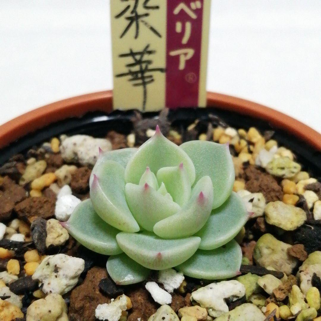 桃染華 ミックスベリア 多肉植物 おらいさん苗 多肉植物 ミックス