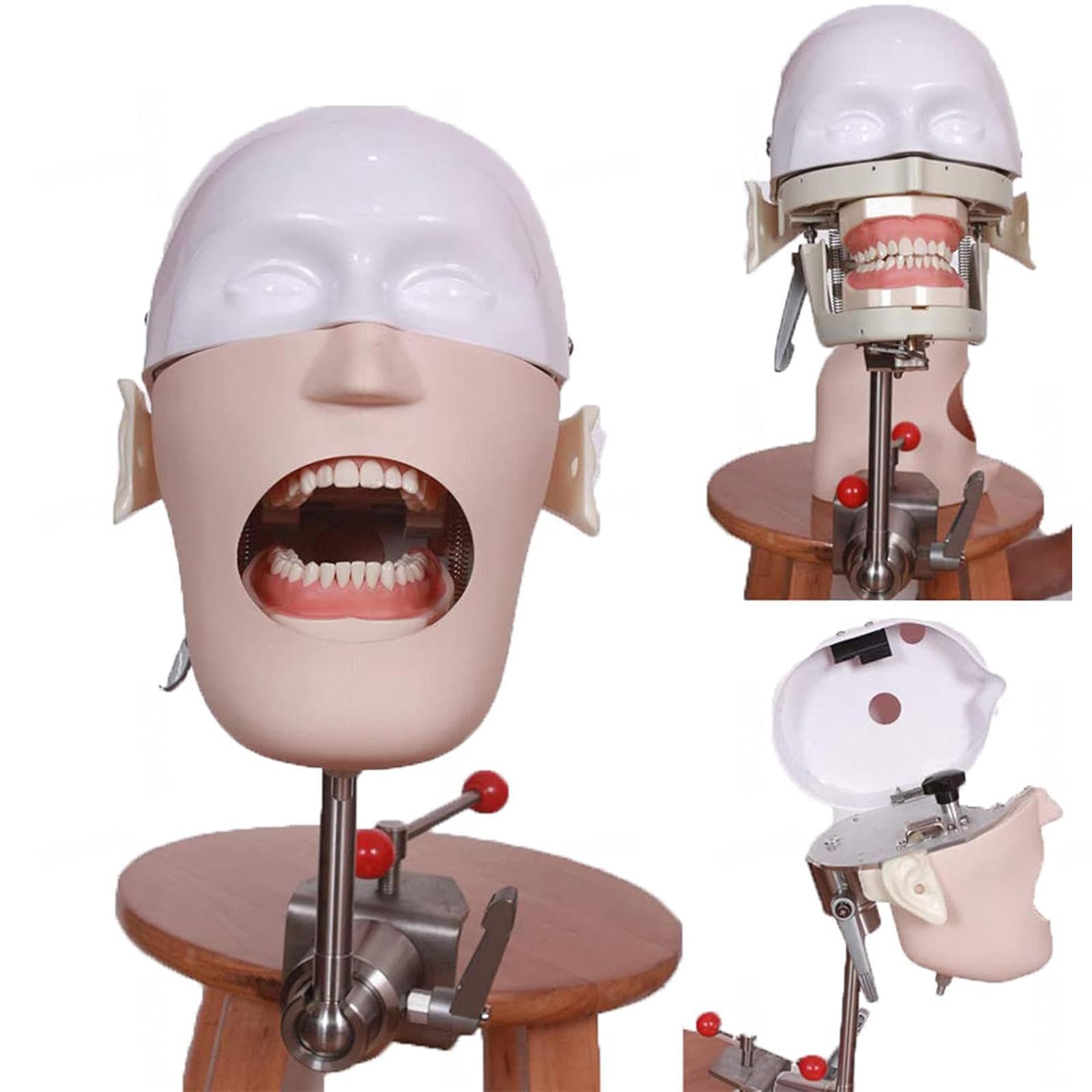 Dental Simulator Manikin Phantom Head Dental Phantom Head Model with Teeth Model Fixed on Desk 1:1 High Emulation for Schools Education