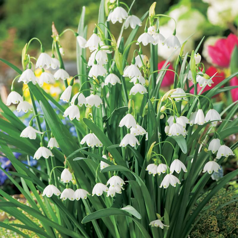 QBJSQYOT Semillas de Campanilla Blanca, Semillas de Campanilla Blanca, Flores perennes en Maceta para balcón, Lirio de los Valles, 300 cápsulas/Bolsa (Aprox. 6-7 mm)