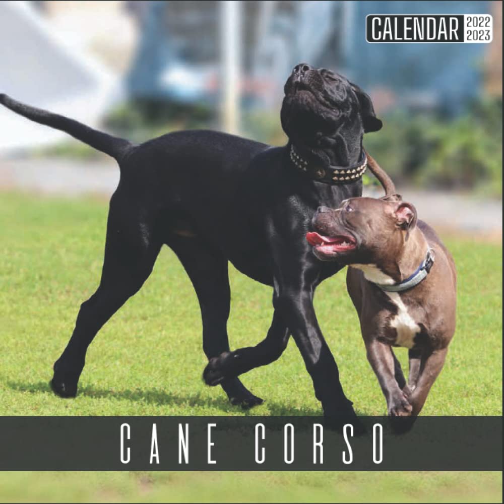 Buy Cane Corso 2022 2023 Official Dogs 2022, 18 Month Photo of Cane
