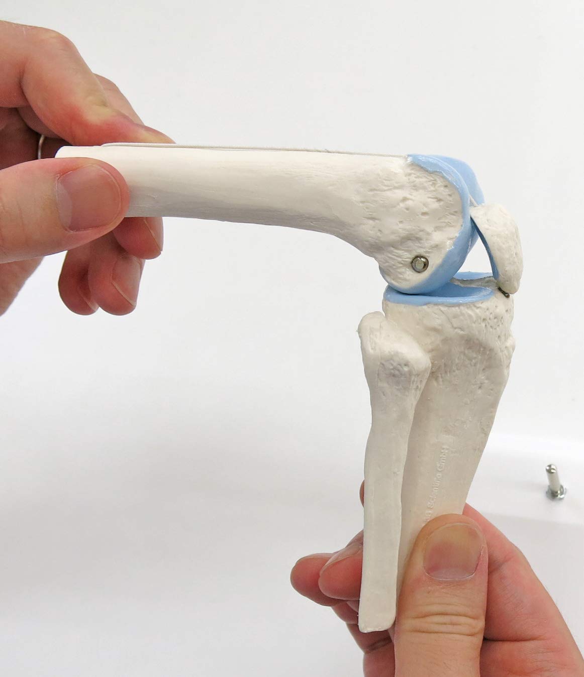 Amazon.co.jp: 扱いやすいミニサイズの膝関節模型，関節は動かせます