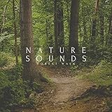 Night Time Forest Sounds