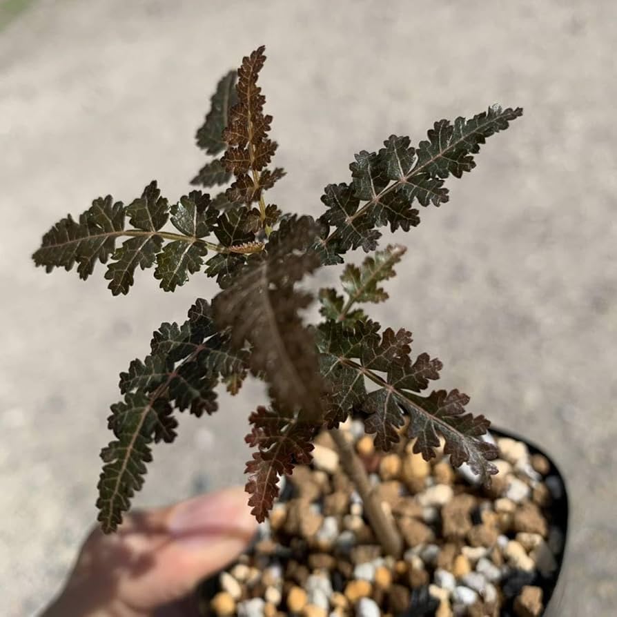 ボスウェリア　ソコトラナ　③ 2025年最新】ボスウェリア ソコトラナの人気アイテム - メルカリ