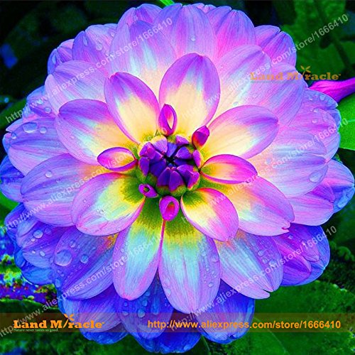 Ｄahlia☆ Dahlia GZ Katja Special | Gartenzauber