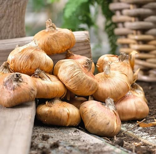 Votaniki Rainbow Gladiolus Mix Bulbs for Planting - Long-Lasting Cut Flower - Easy to Grow and Maintain | Mixed Colors Perennial Gladiolus Flowering Bulbs (12 Pack) Votaniki Rainbow Gladiolus Mix Bulbs for Planting - Long-Lasting Cut Flower - Easy to Grow and Maintain | Mixed Colors Perennial Gladiolus Flowering Bulbs (12 Pack)