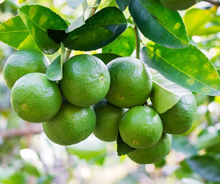 Cloud Farm Seedless Lemon Plant Dwarf Special Variety All Season Hybrid Gandharaj Nimbu/Nimboo Plant One Healthy Live Grafted Pati Nimboo plant Hight 2 feet,CF_L03 - Image 2 thumbnail