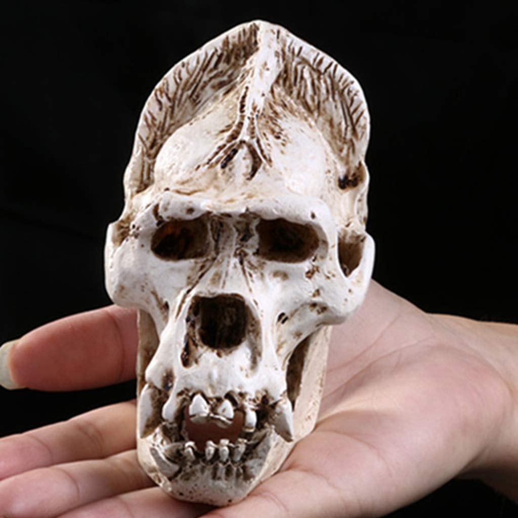 FSFF Gorilla Skull Model - Resin Replica - Persoonlijkheid Medisch