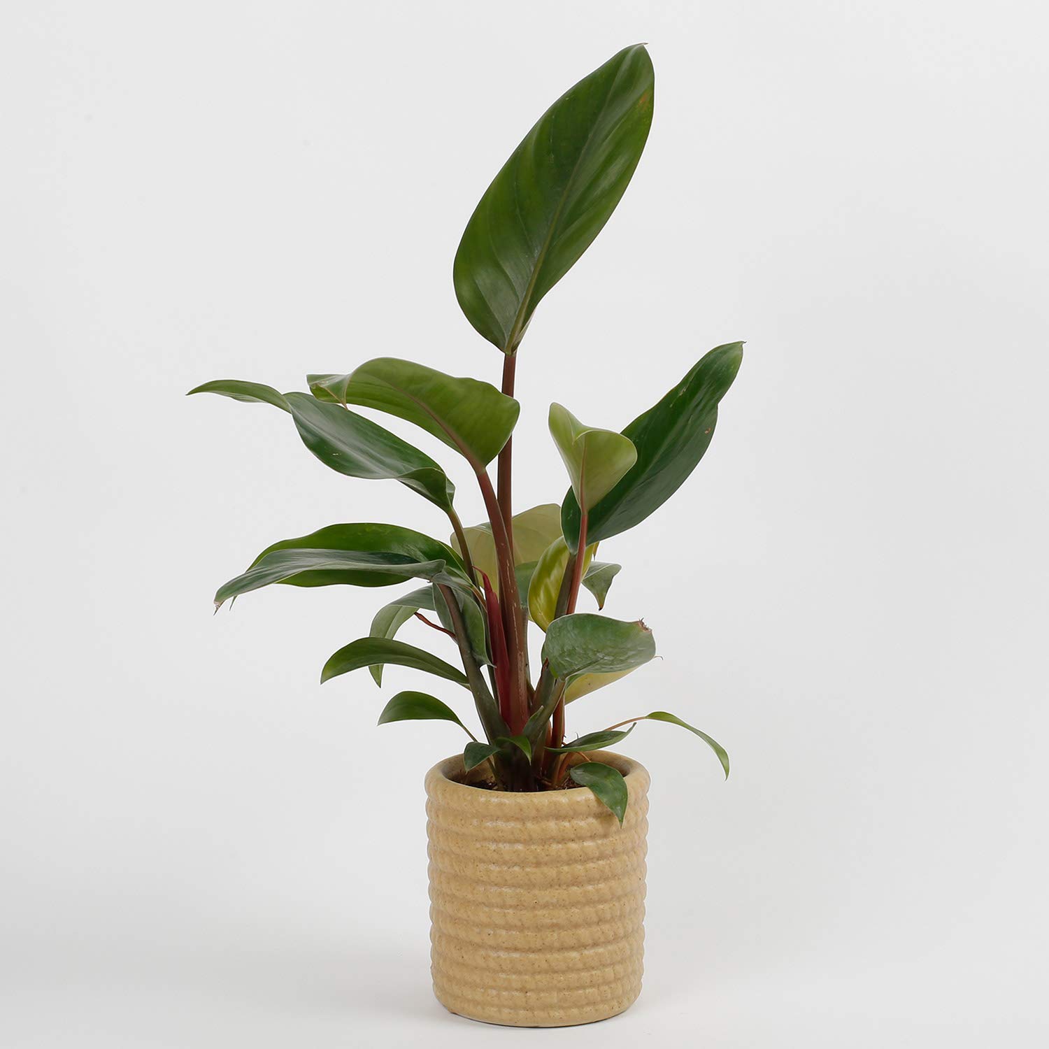 Green Paradise Philodendron Red Plant With Pot. (B07ZDCHBTZ) Amazon Price History, Amazon Price Tracker