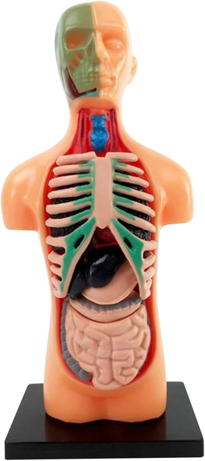 Nirelief Human Body Model for Kids 5.5 Inch 3D Removable Anatomy Model Plastic