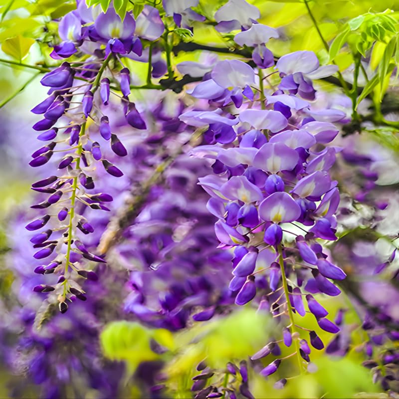 Set 2 American Purple Wisteria Live Plant 6–12 Inch | Long Trailing Lavender Purple Flowers | Vigorous Climbing Vine for Pergolas, Trellises & Cottage-Style Gardens