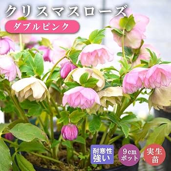 Amazon.co.jp: クリスマスローズ 苗 ダブルピンク 実生苗 9cm