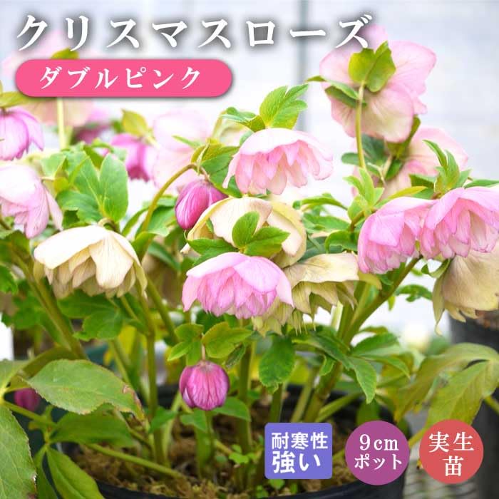 エリザベスくみこ「セール」クリスマスローズ 苗 来季開花予定苗セット 楽天市場】【しずく小鞠】 八重咲きクリスマスローズ 3号ポット
