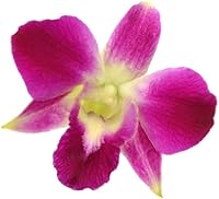 Vista 2 de Flores de orquídea Dendrobium moradas sueltas frescas 50 ct.