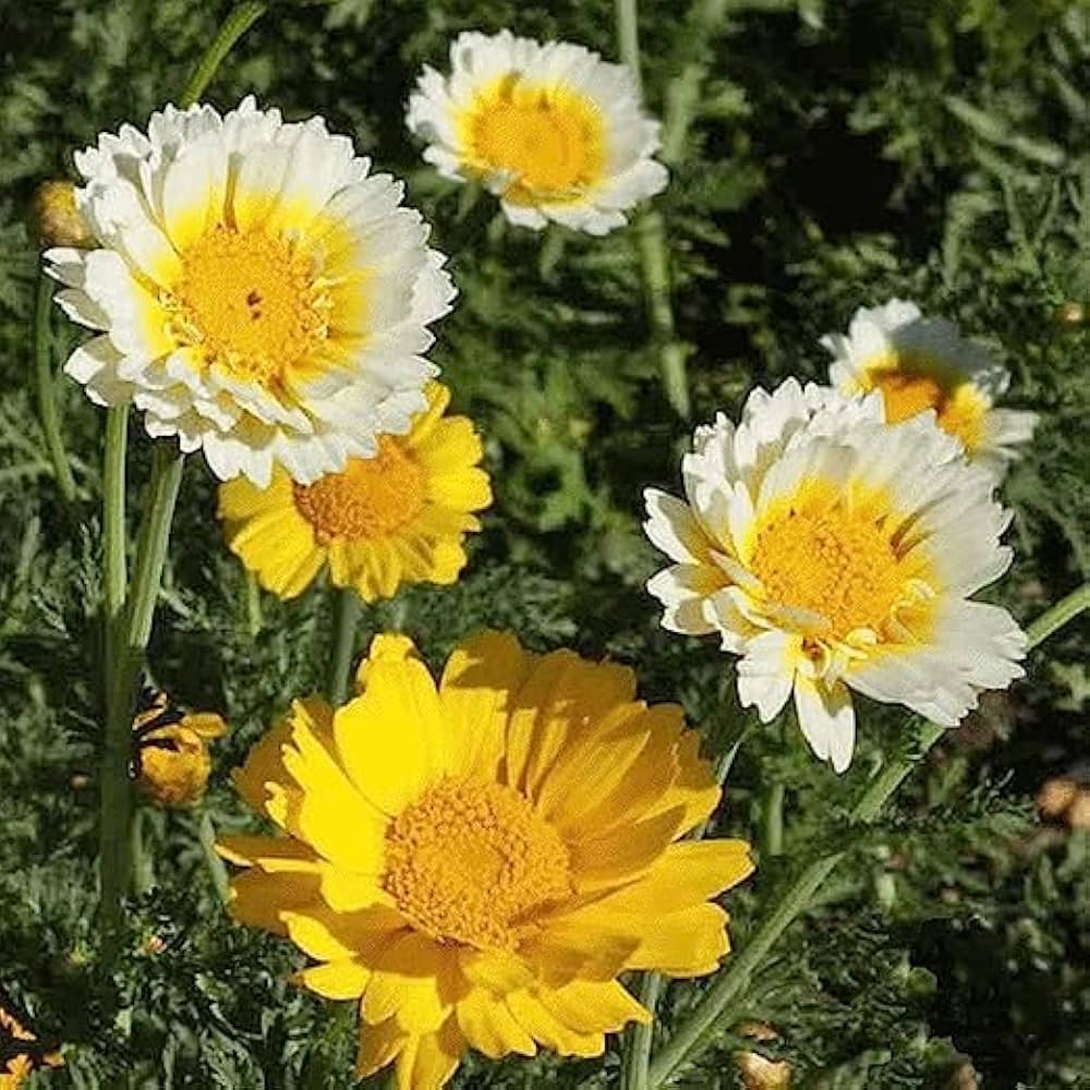 3,000+ Garland Chrysanthemum Seeds (Shungiku/Tong Ho) - Easy To Grow, Full Sun, US Seller With Free Shipping