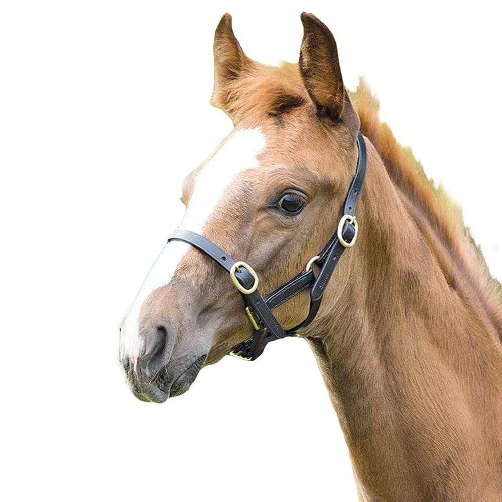 Shires Blenheim Adjustable Leather Headcollar - Black Yearling
