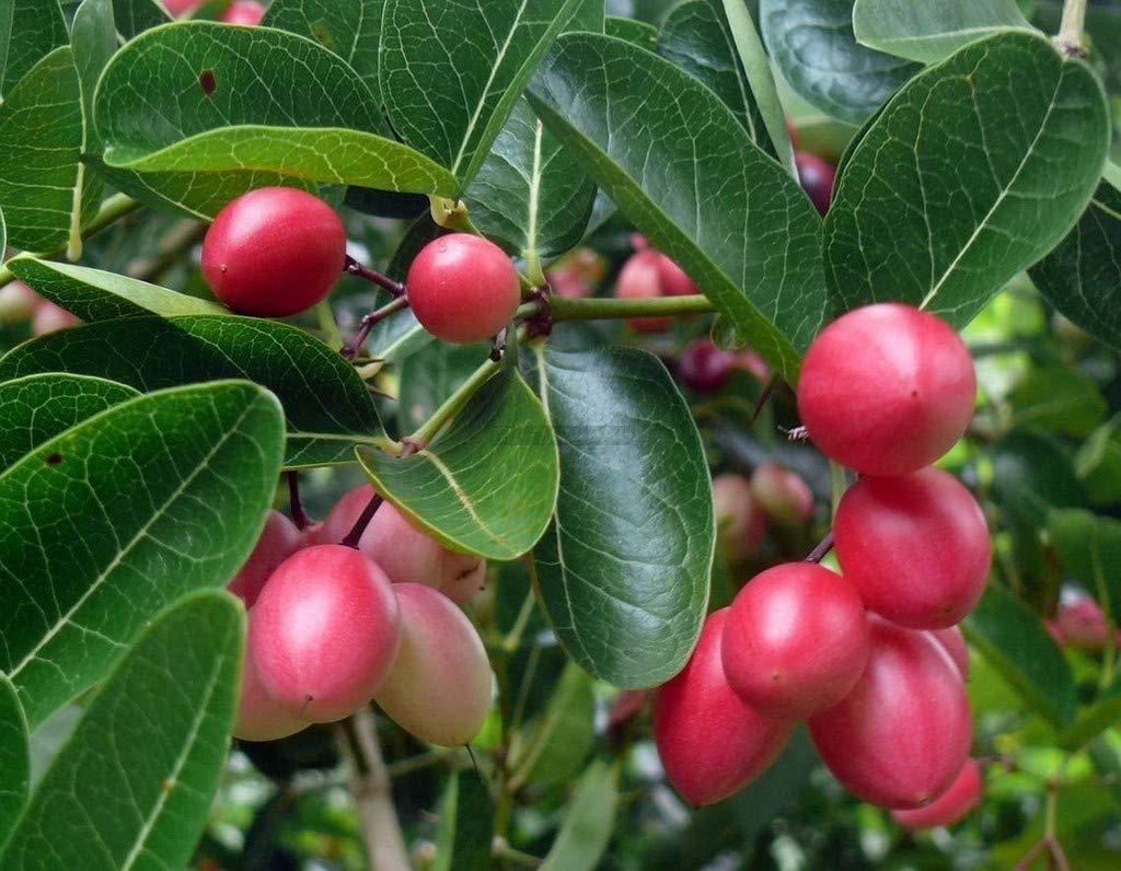 See full amazon price history chart for Creative Farmer Live Plant Sweet Cherry (Carissa Carandas) Karonda Fruit For House Garden Plant(1 Healthy Live Plant), PLANT-61-BAKCHERRY28ll@ Creative Farmer Live Plant Sweet Cherry (Carissa Carandas) Karonda Fruit For House Garden Plant(1 Healthy Live Plant), PLANT-61-BAKCHERRY28ll@ (B08P5RQB7F) Amazon Price History, Amazon Price Tracker