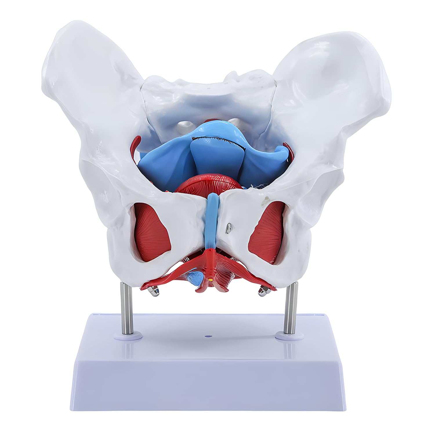 JTZSD Female Pelvis Model, Pelvic Floor Anatomy Model with 4 Removable Parts, Pelvic Floor Muscles and Reproductive Organs, Life Size Medical