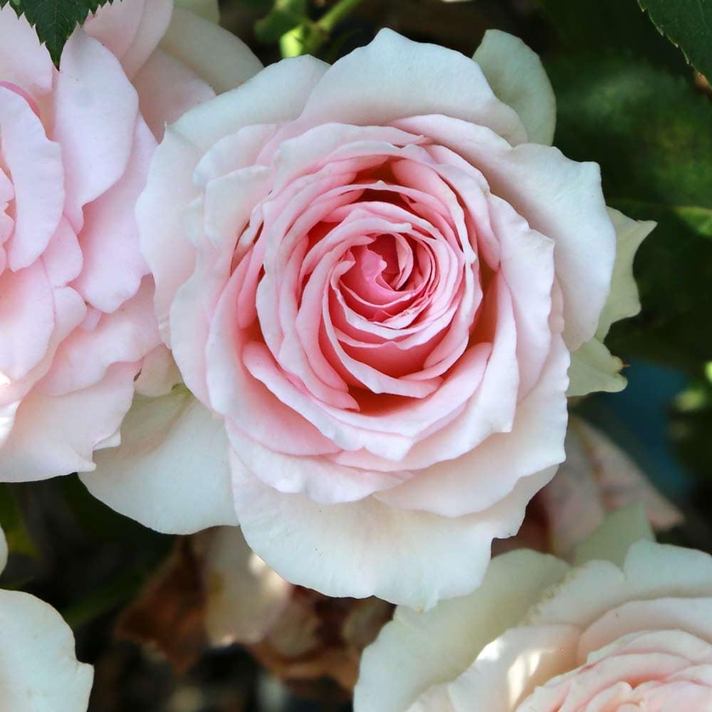 Heirloom Roses Pink Rose Plant - Hawkeye Belle Rose Bush, Hardy Live Plant for Planting Outdoors