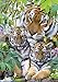 Ravensburger Tiger Family Jigsaw Puzzle, 1000-Piece