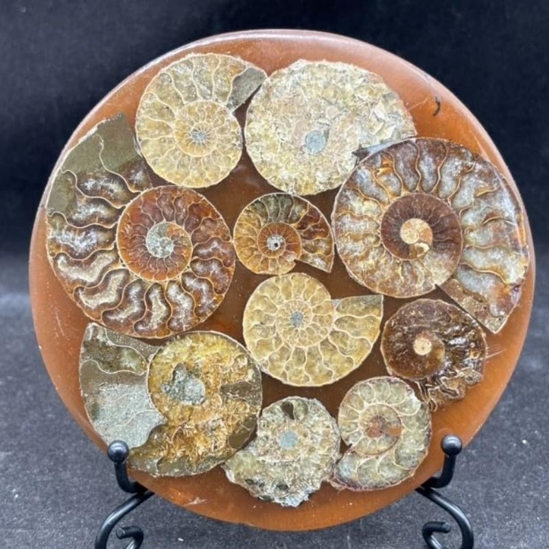 Beautiful Natural Ammonite Fossil Shell Conch Specimen Crystal Healing