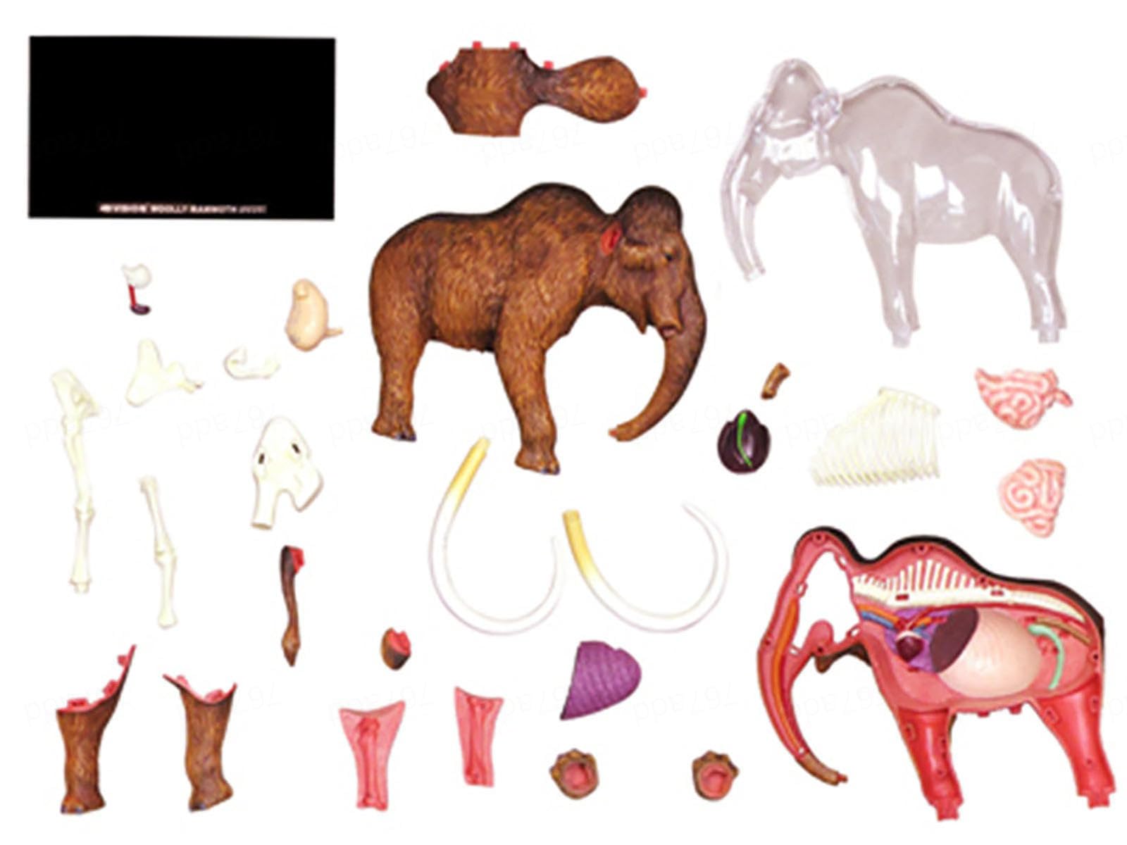 Modelo Anatómico De Momia De Lana 4d. Muestra De Esqueleto Animal, Biología Desmontable, 30 Secciones De Demostración De Enseñanza Veterinaria En Clínicas Veterinarias