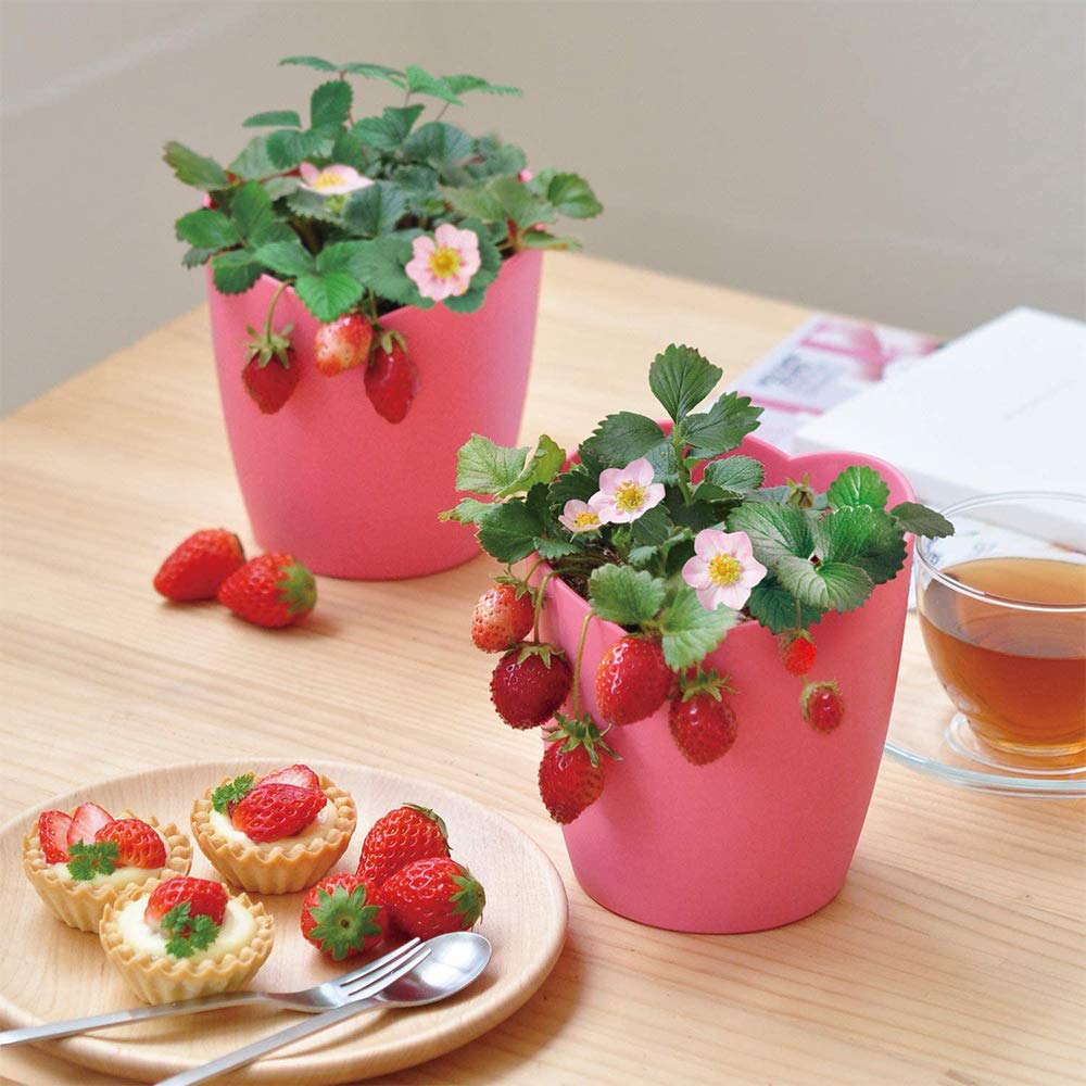 いちご ピンクと白のデイジー鉢花セット Amazon｜ITANSE ピンクの花咲くストロベリー栽培セット【栽培