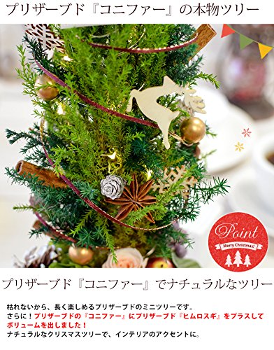 コニファーのクリスマスツリー プリザーブド Christmas tree