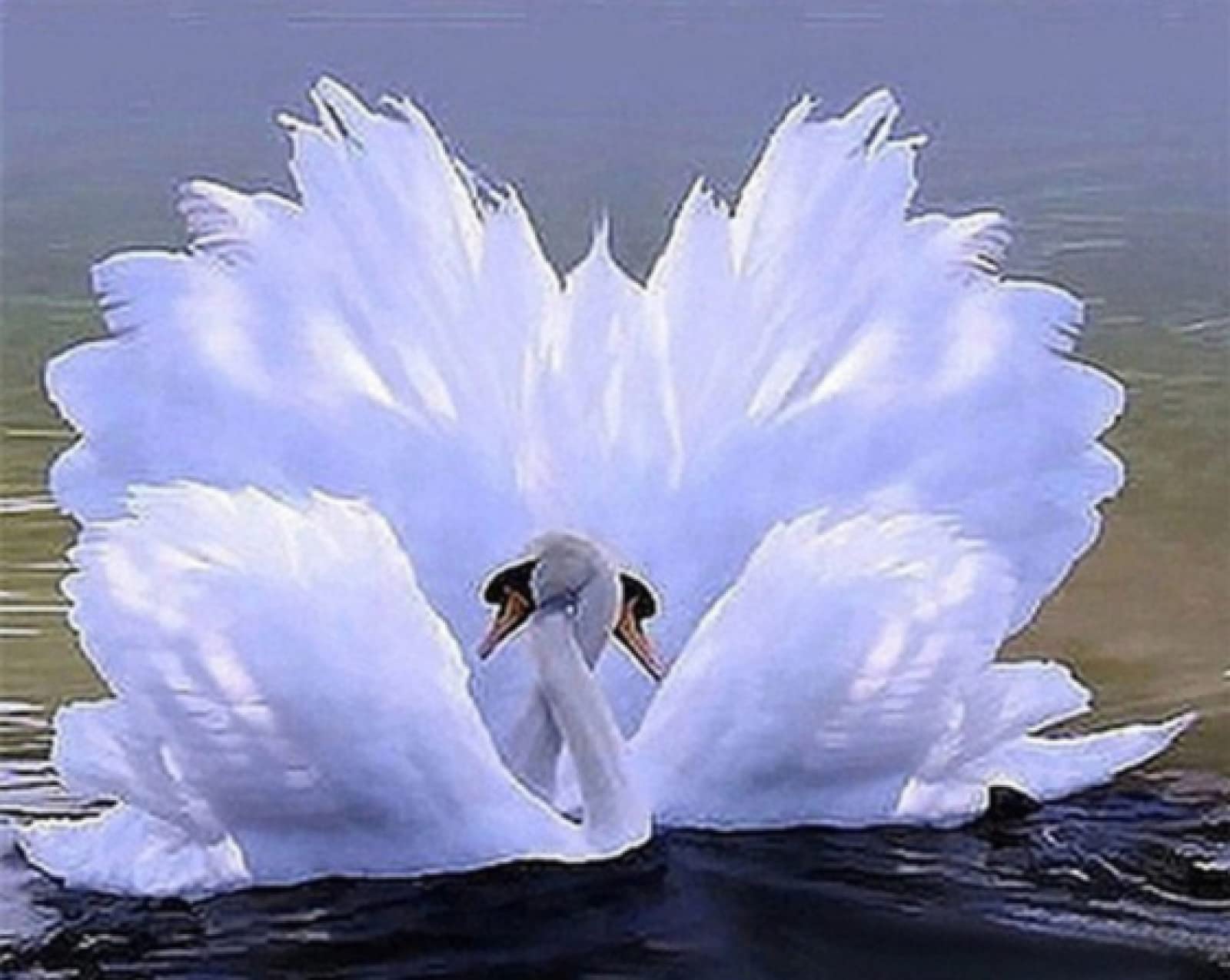 Kit Broderie Point De Croix - Cygne Blanc - Riolis