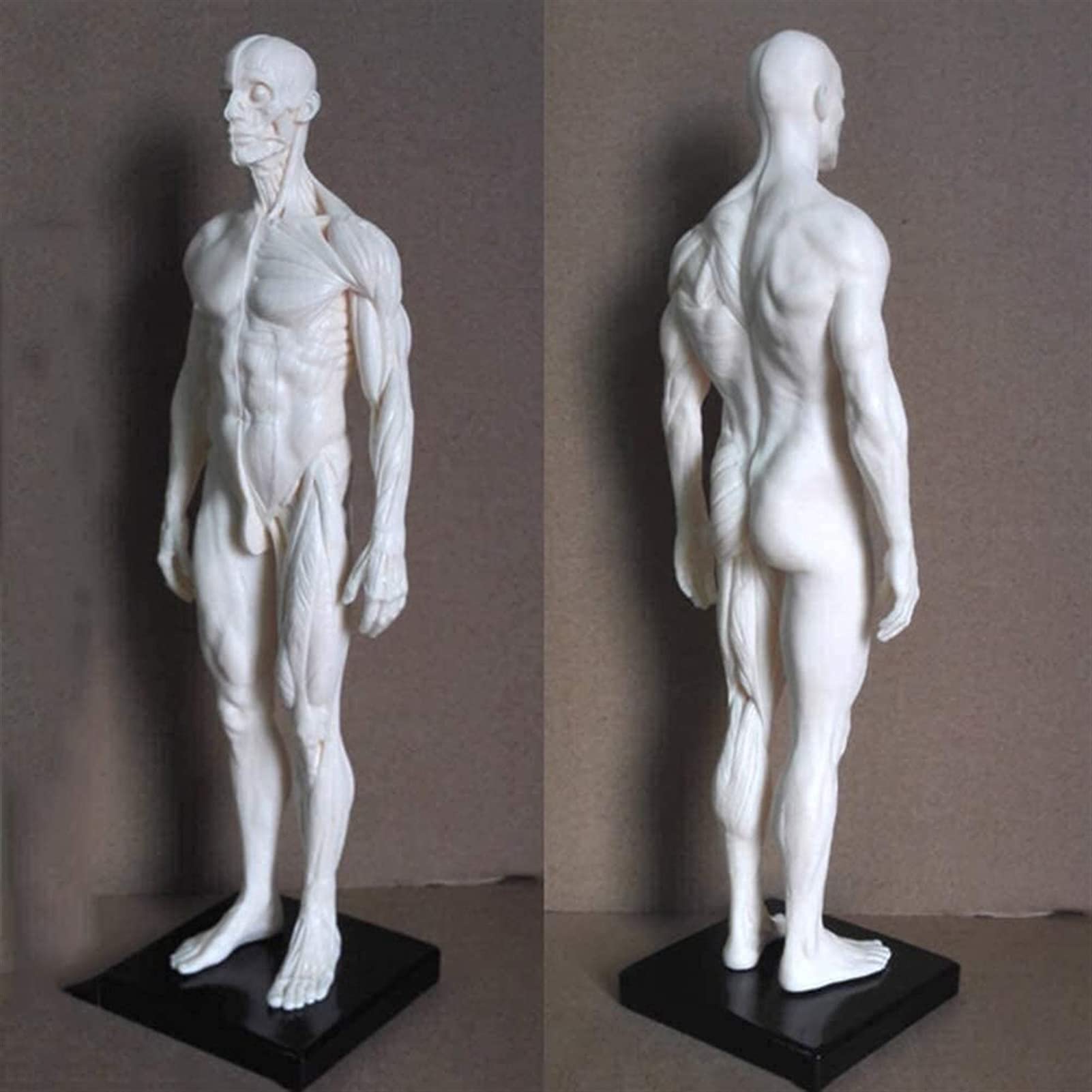 Modèle D'anatomie, 30 Cm Modèle De Peinture Anatomique Squelette Humain pour La Sculpture du Corps De La Tête Muscle Dessin Anatomique Anatomie Skull 1: 6 pour Une Démonstration Médicale
