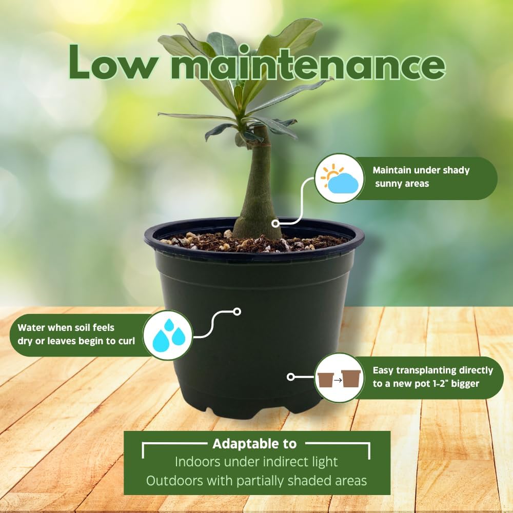 BubbleBlooms Desert Rose Chocolate Ice Cream in a 4 inch Pot Extremely Rare Flower