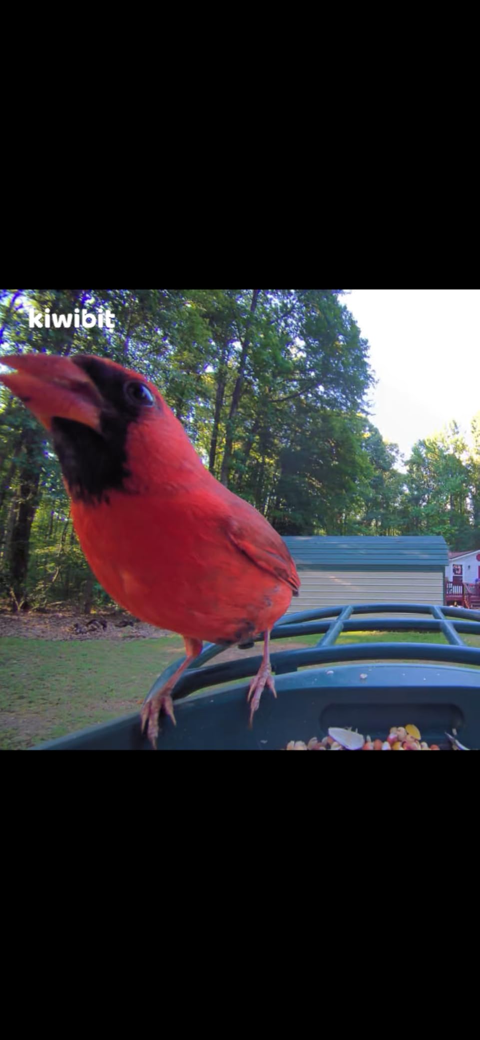 Smart Bird Feeder with 4K AI Camera Solar Powered, 8MP Photos photo review