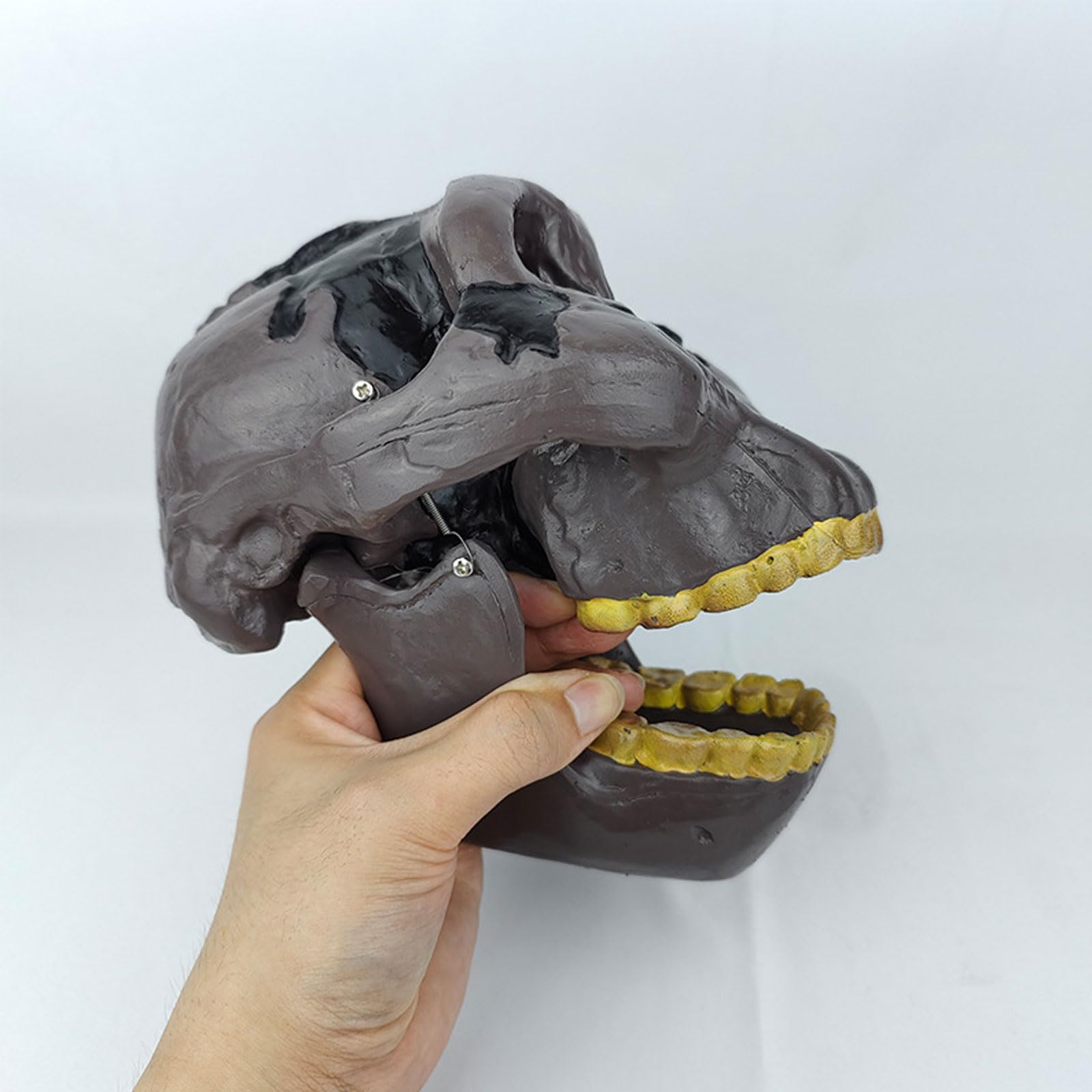Model Ludzkiej Czaszki W Rozmiarze Rzeczywistym Realistyczne Materiały Dydaktyczne Do Nauki Anatomii Ludzkiej Czaszki Anatomiczny Model Czaszki Do Nauki