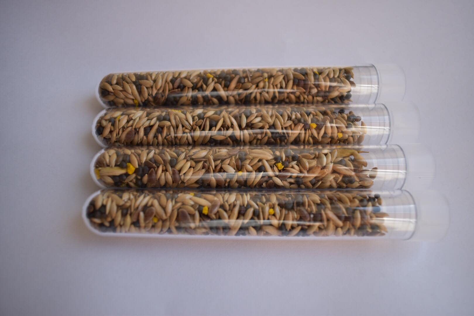 AntsRus Organic Seed Mix for Harvester Ants (Various Tube Sizes) (4X (100x16mm) Tube of Seeds) — image 1