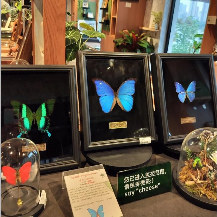 Image of Butterfly Specimen Kit Includes pins, mounting Board, Spreading Tools, Display case, Labels, Forceps, Preserving and showcasing Butterfly specimens. (Black Photo Frame Tool Set)