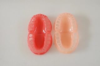 S&D Dental Stomatological Scientific and Educational Moulds Teaching Demonstration Model Soft Gum/Pink/Clear Pink/Clear