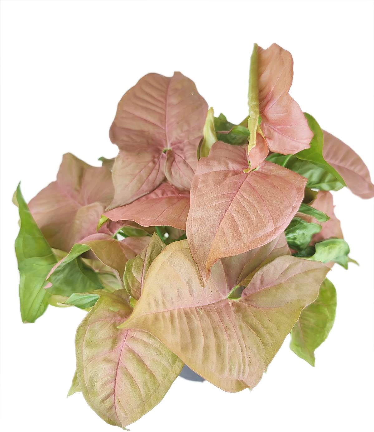 Syngonium Neon Robusta - Pink Arrowhead Plant (6" Grower Pot) - Colorful Houseplants - Live, Easy to Care, Fast-Growing, Outdoor Air Purifier, Medium Light Requirement, Gift or Home Decoration