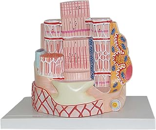 Anatomical Model Skeletal Muscle Model Skeletal Muscle Fiber Anatomical Model Human Anatomy Medical Histology and Embryology Teaching Scientificuseful SaiFei