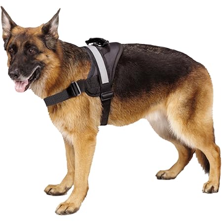 petlove harness