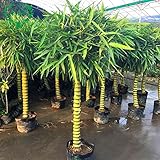 Haloppe 50 Stück Bambusa Ventricosa Pflanzensamen für die Bepflanzung des Hausgartens, seltene Bambusa Ventricosa Samen Buddha Bauch Bambus Hausgartenpflanzen Saatgut