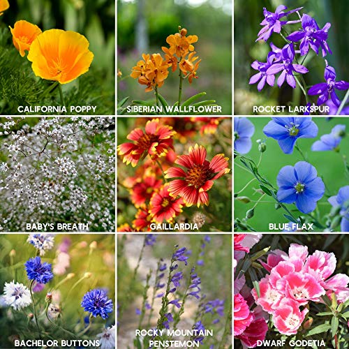 Package Of 80,000 Wildflower Seeds - Rocky Mountain Wildflower Mix Seeds Collection - 18 Assorted Varieties Of Non-Gmo Heirloom Flower Seeds For Planting Including Larkspur, Poppy, Columbine, & Daisy #TOP3
