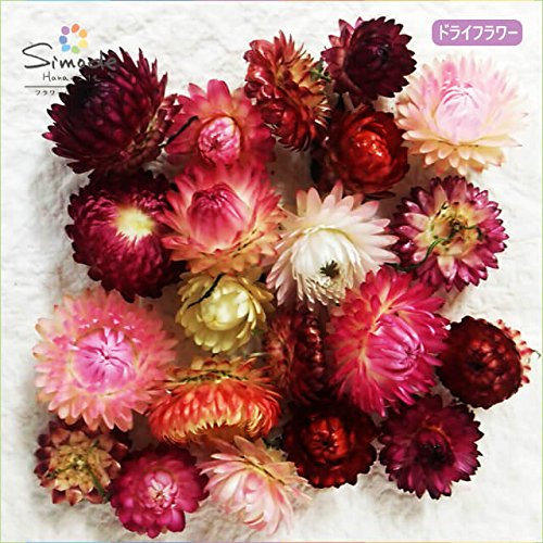 Amazon｜ドライフラワー ヘリクリサム約20個（貝殻草、カイガラソウ