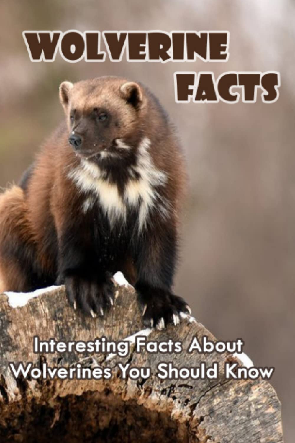 Wolverine Facts: Interesting Facts About Wolverines You Should Know: Ferocious Facts About Wolverines