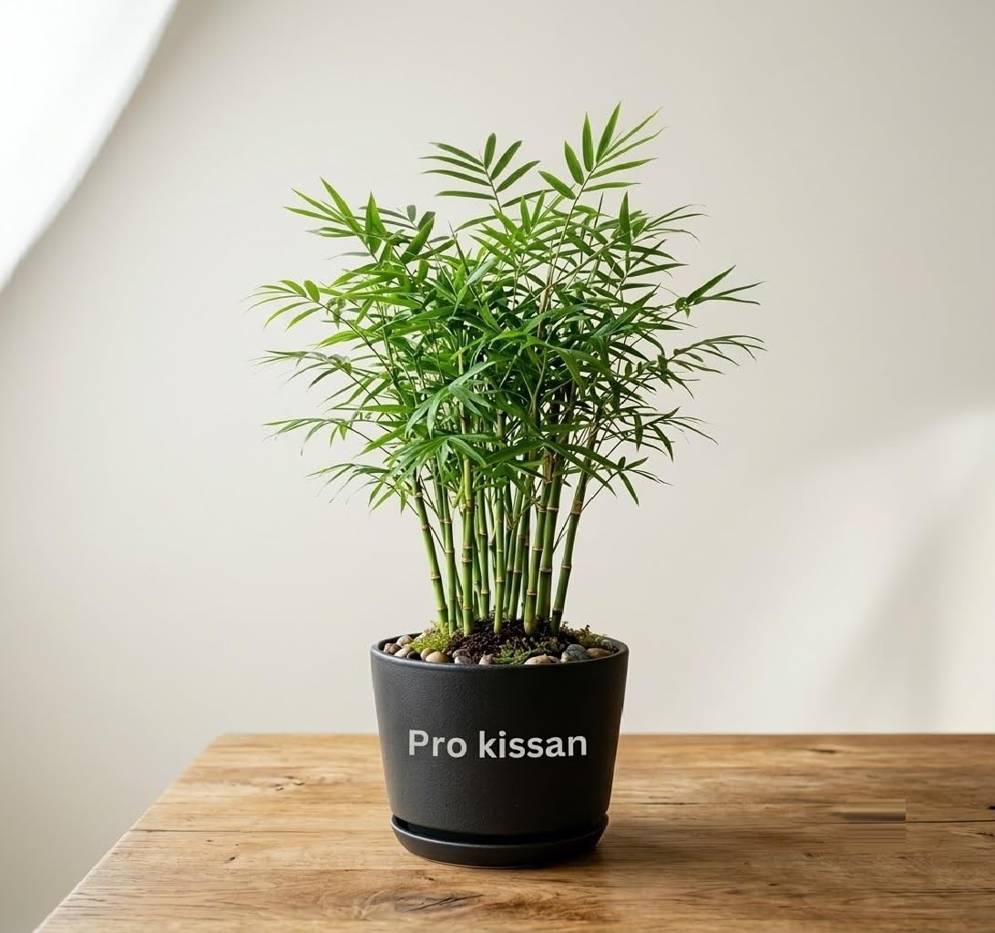 Golden Chinese Bamboo Decorate Both Indoor And Outdoor, Lucky Mini Bambo 1 Healthy Live Plant with Pot for Home Garden Air Purifying Good Luck Easy to Grow Perfect for Beginners-image-25