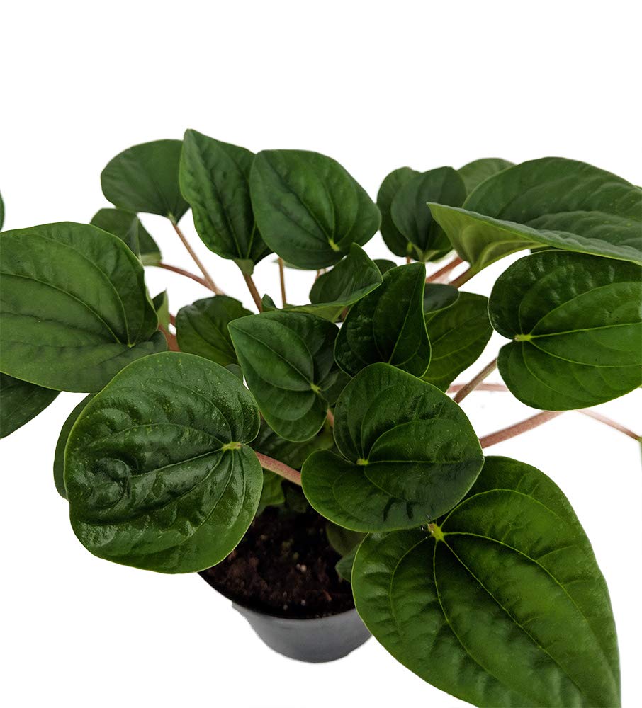 Amazon.com: Ripple Chinese Money Plant-2.5