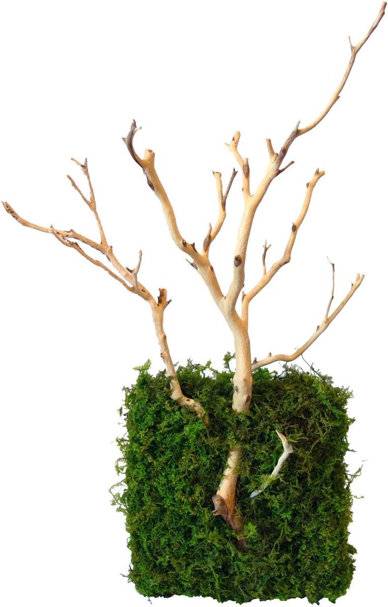 Kahee's Plants Natural Manzanita Jewelry Holder - Wall Hanging Organizer for Jewelries and Home Decor Moss Art (Sandblasted White)